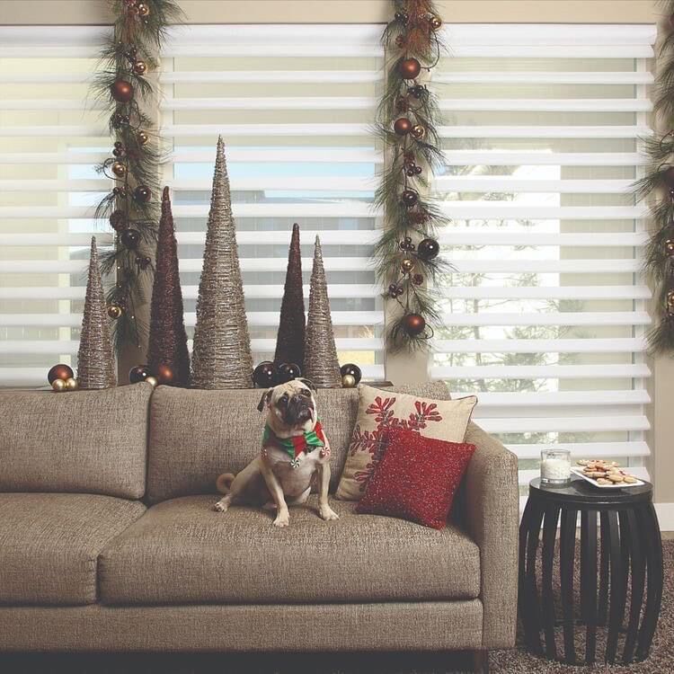 Dog on sofa